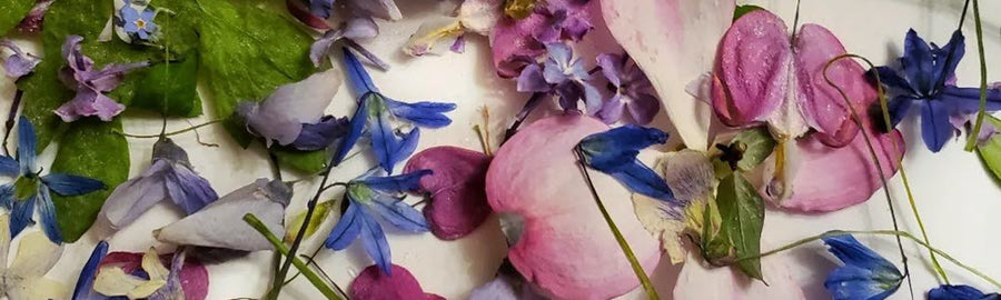 How to Make Dried Pressed Flowers and Showcase Them