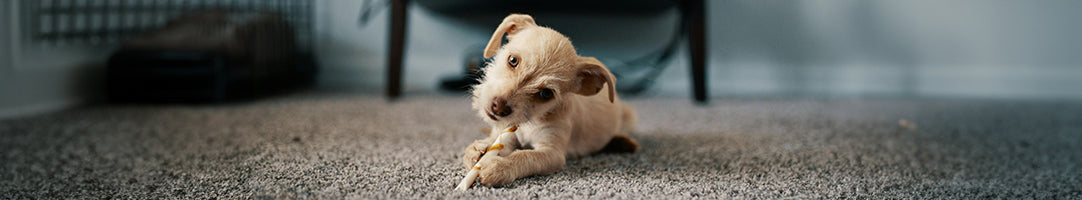 Pet Training